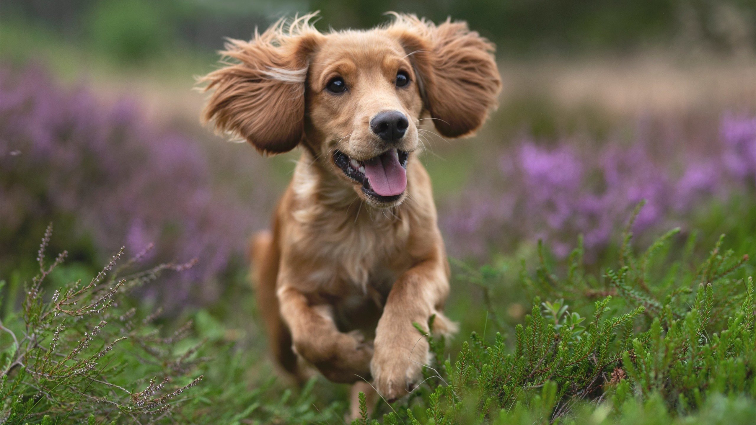 多特蒙德主场2-0战胜门兴格拉德巴赫，继续领跑德甲，多特蒙德客场