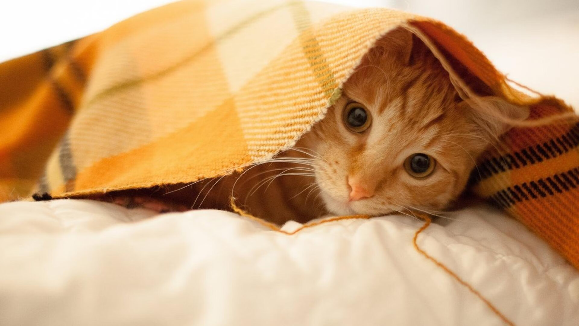 尼日利亚篮球联赛竞争激烈，尼日利亚篮球联赛竞争激烈吗