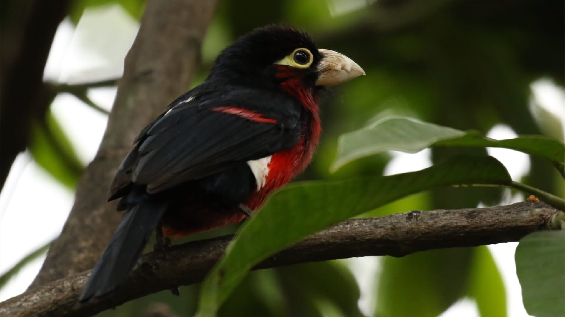 NBA裁判技术辅助系统的发展与应用，nba裁判主导比赛