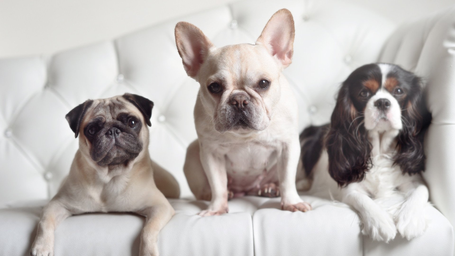 CBA新秀表现亮眼 被誉为未来核心，cba新秀盘点