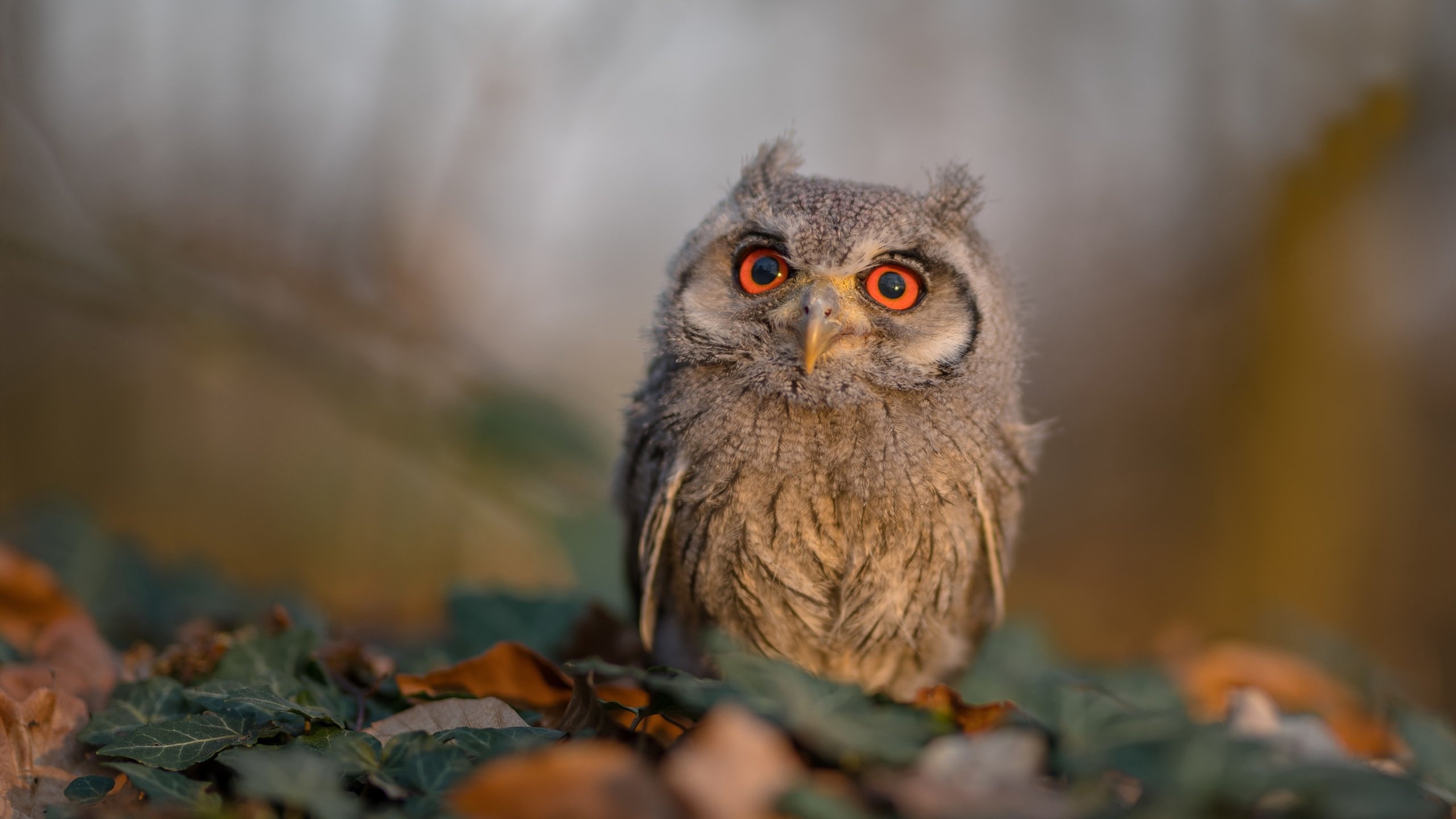 开云体育官网-东亚杯中国女足晋级 球员技术日趋成熟，女足东亚杯预选赛视频