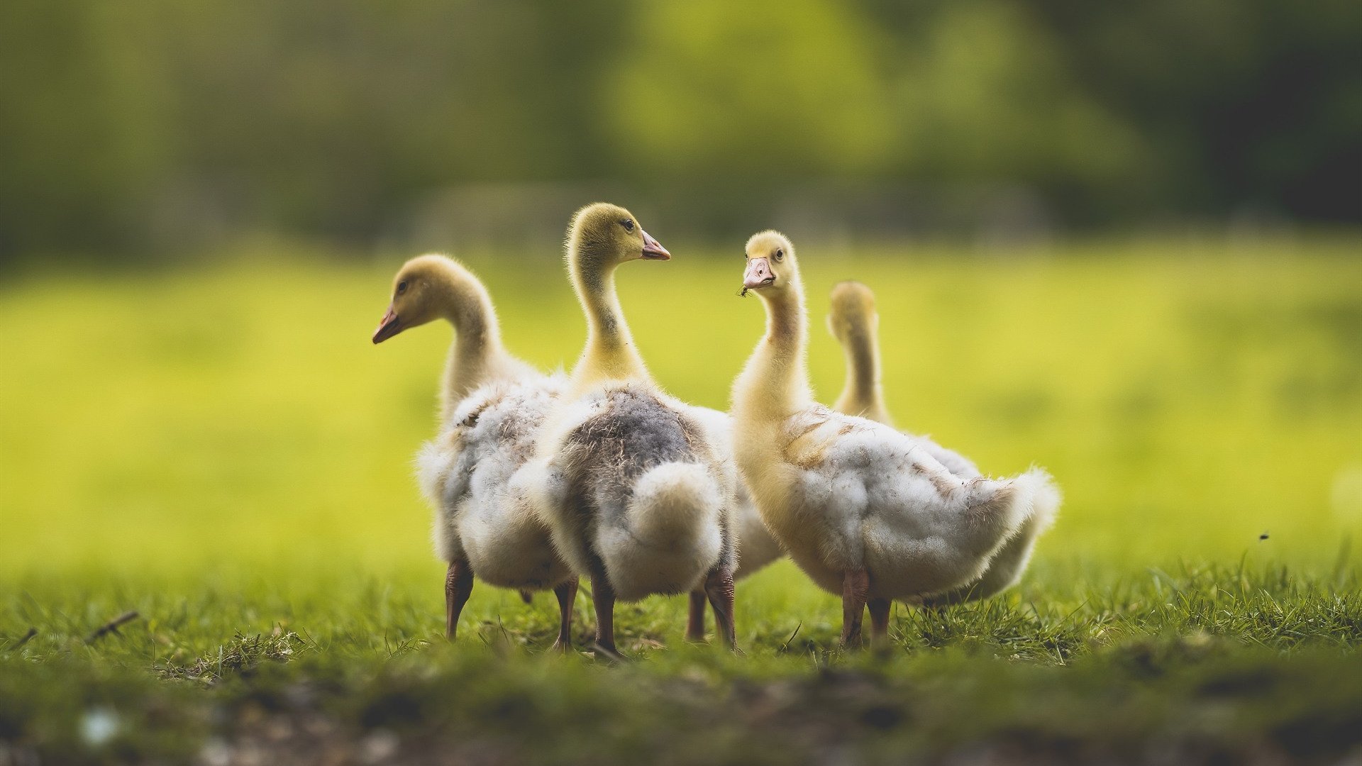 中国足球品牌国际化进程缓慢，中国足球市场化现状