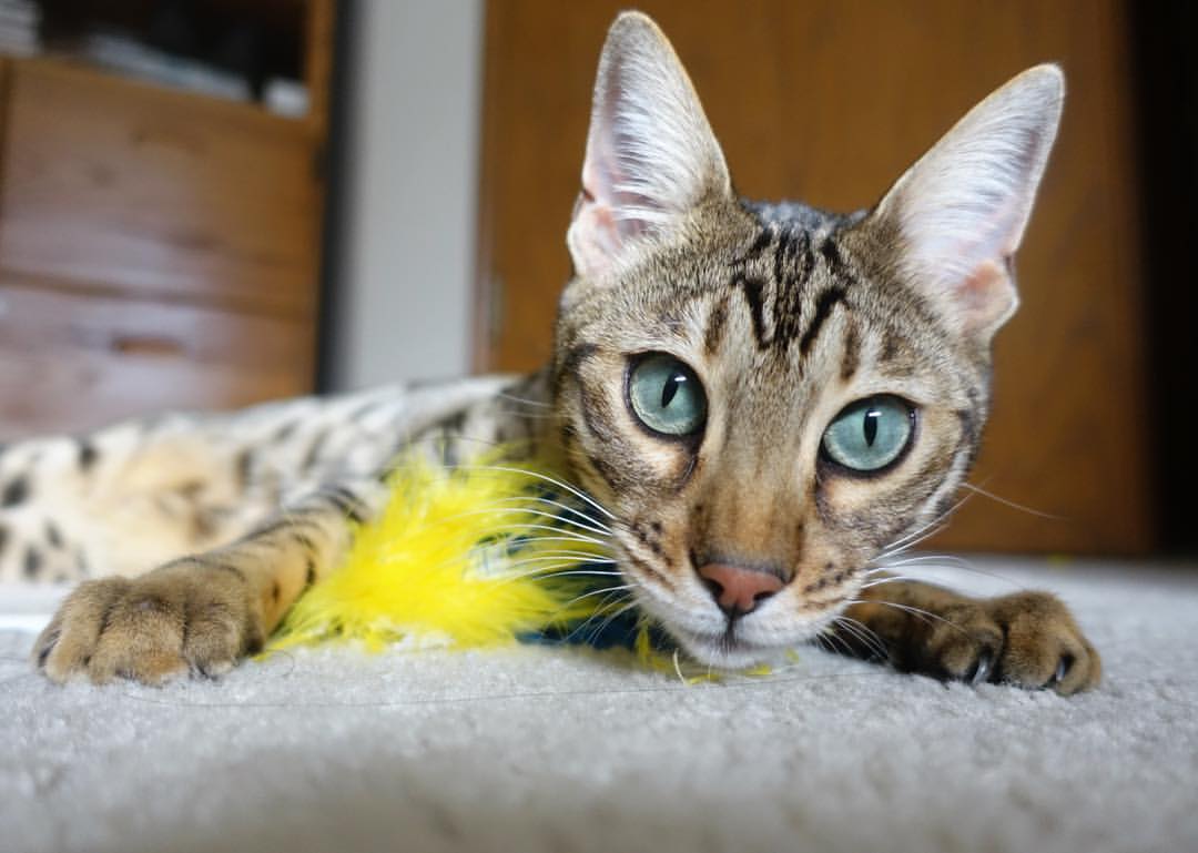 国家队战术体系缺乏灵活应变能力,国家队战术体系缺乏灵活应变能力的原因